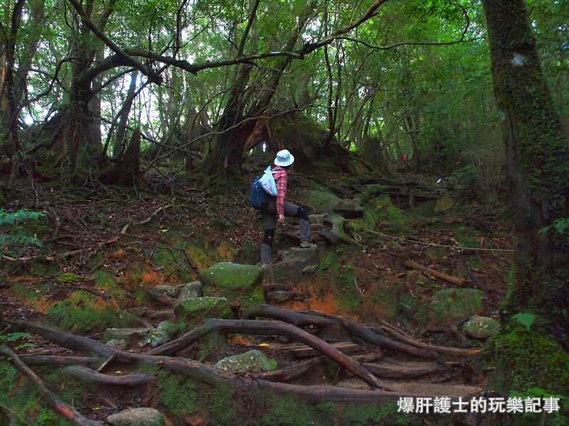 日本必去景點！宮崎駿魔法森林、世界自然景觀遺產屋久島繩文杉！ - nurseilife.cc