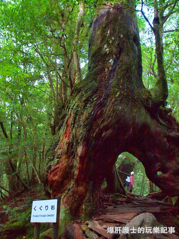 日本必去景點！宮崎駿魔法森林、世界自然景觀遺產屋久島繩文杉！ - nurseilife.cc