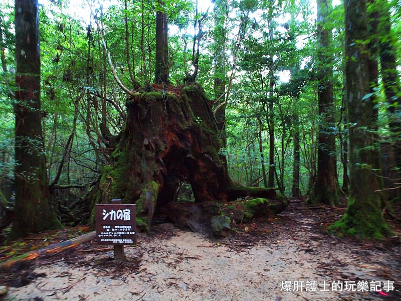 日本必去景點！宮崎駿魔法森林、世界自然景觀遺產屋久島繩文杉！ - nurseilife.cc