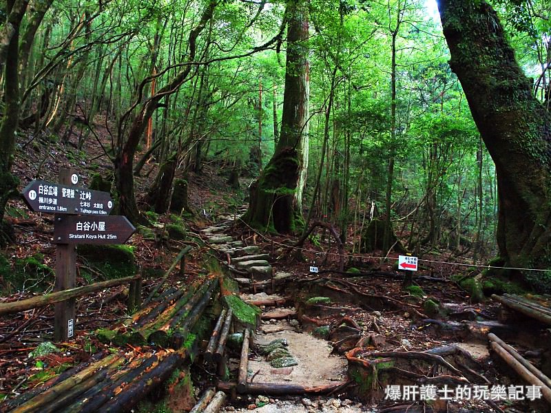 日本必去景點！宮崎駿魔法森林、世界自然景觀遺產屋久島繩文杉！ - nurseilife.cc