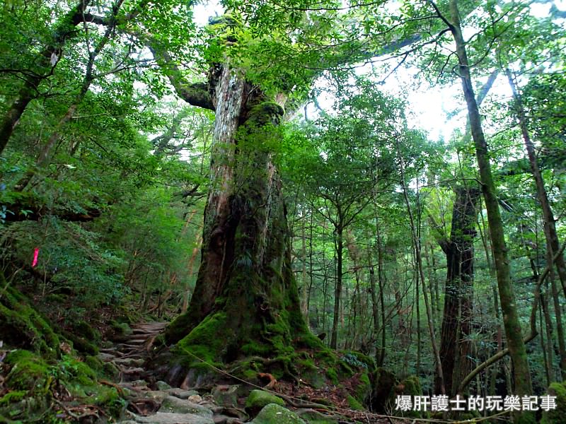 日本必去景點！宮崎駿魔法森林、世界自然景觀遺產屋久島繩文杉！ - nurseilife.cc