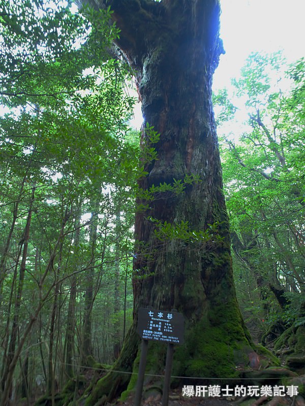 日本必去景點！宮崎駿魔法森林、世界自然景觀遺產屋久島繩文杉！ - nurseilife.cc