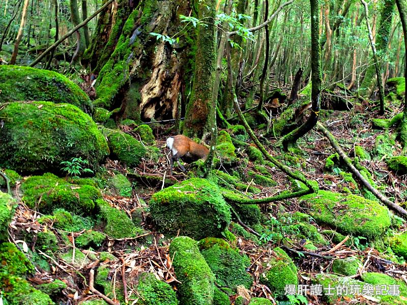 日本必去景點！宮崎駿魔法森林、世界自然景觀遺產屋久島繩文杉！ - nurseilife.cc