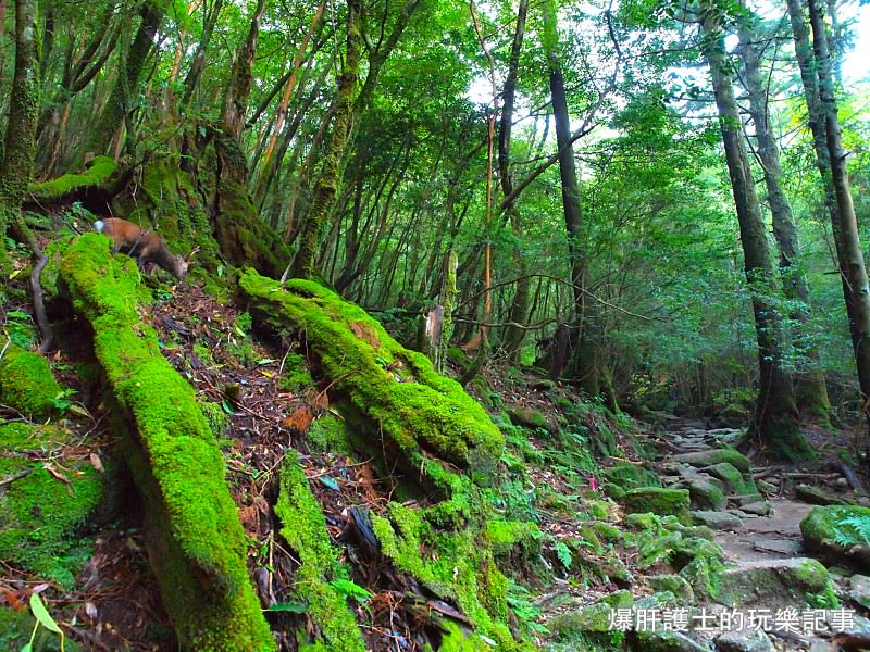 日本必去景點！宮崎駿魔法森林、世界自然景觀遺產屋久島繩文杉！ - nurseilife.cc