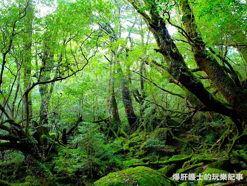 日本必去景點！宮崎駿魔法森林、世界自然景觀遺產屋久島繩文杉！ - nurseilife.cc