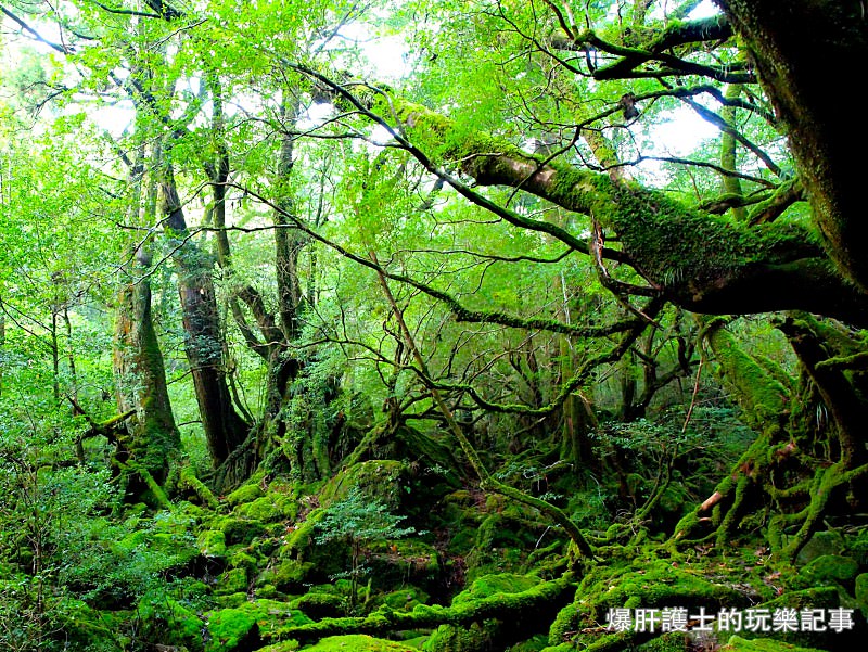 日本必去景點！宮崎駿魔法森林、世界自然景觀遺產屋久島繩文杉！ - nurseilife.cc