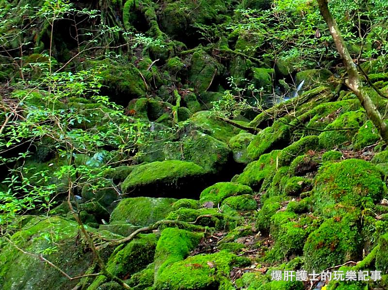 日本必去景點！宮崎駿魔法森林、世界自然景觀遺產屋久島繩文杉！ - nurseilife.cc