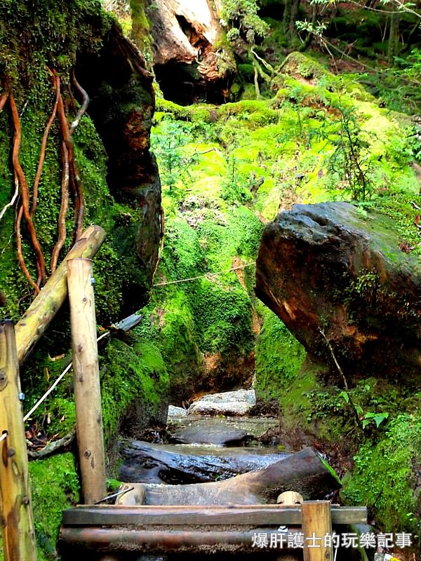 日本必去景點！宮崎駿魔法森林、世界自然景觀遺產屋久島繩文杉！ - nurseilife.cc