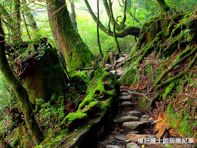 日本必去景點！宮崎駿魔法森林、世界自然景觀遺產屋久島繩文杉！ - nurseilife.cc