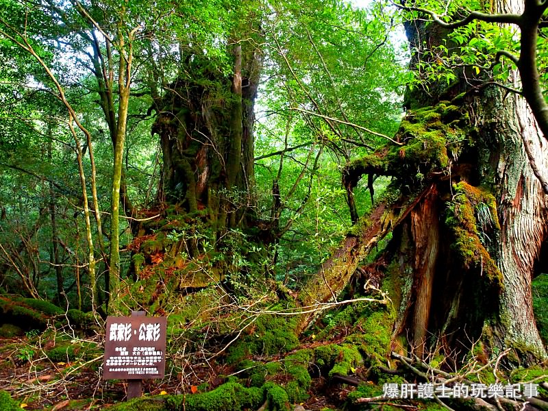 日本必去景點！宮崎駿魔法森林、世界自然景觀遺產屋久島繩文杉！ - nurseilife.cc