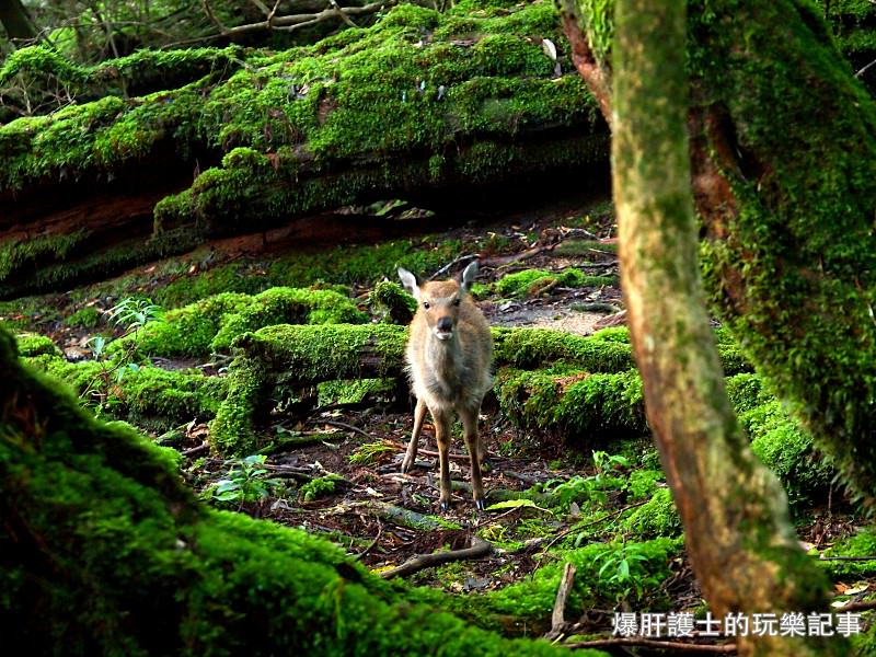 日本必去景點！宮崎駿魔法森林、世界自然景觀遺產屋久島繩文杉！ - nurseilife.cc