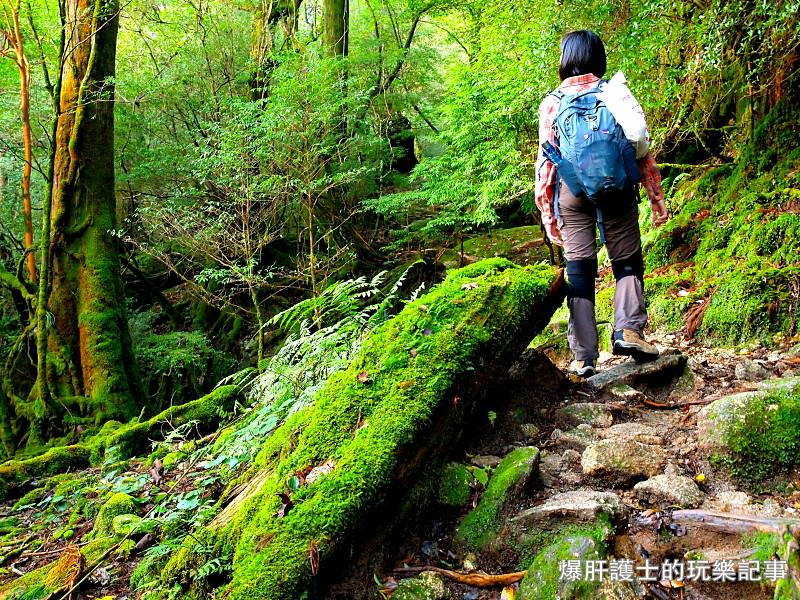 日本必去景點！宮崎駿魔法森林、世界自然景觀遺產屋久島繩文杉！ - nurseilife.cc