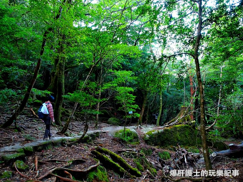 日本必去景點！宮崎駿魔法森林、世界自然景觀遺產屋久島繩文杉！ - nurseilife.cc