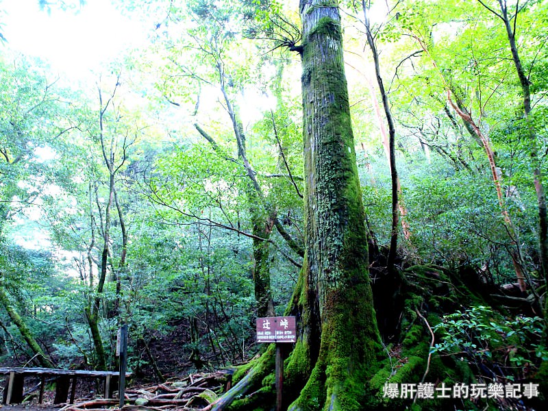 日本必去景點！宮崎駿魔法森林、世界自然景觀遺產屋久島繩文杉！ - nurseilife.cc