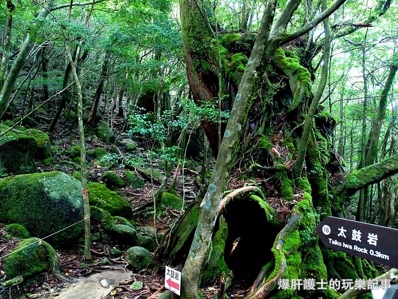 日本必去景點！宮崎駿魔法森林、世界自然景觀遺產屋久島繩文杉！ - nurseilife.cc