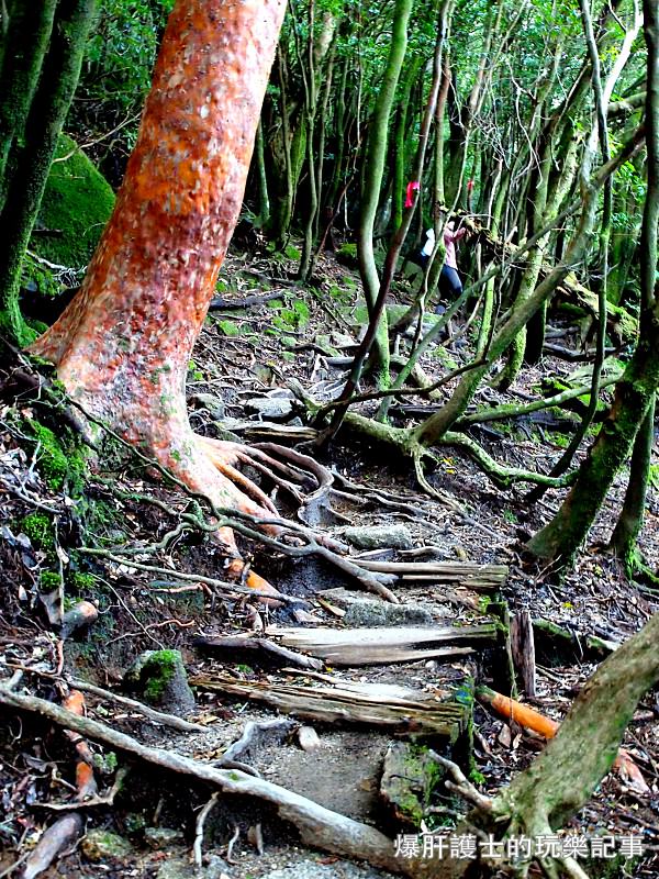 日本必去景點！宮崎駿魔法森林、世界自然景觀遺產屋久島繩文杉！ - nurseilife.cc