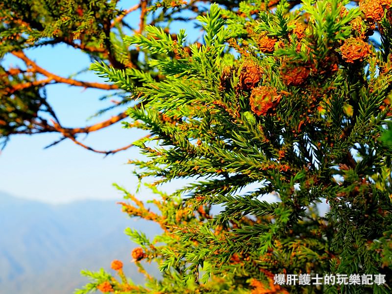 日本必去景點！宮崎駿魔法森林、世界自然景觀遺產屋久島繩文杉！ - nurseilife.cc