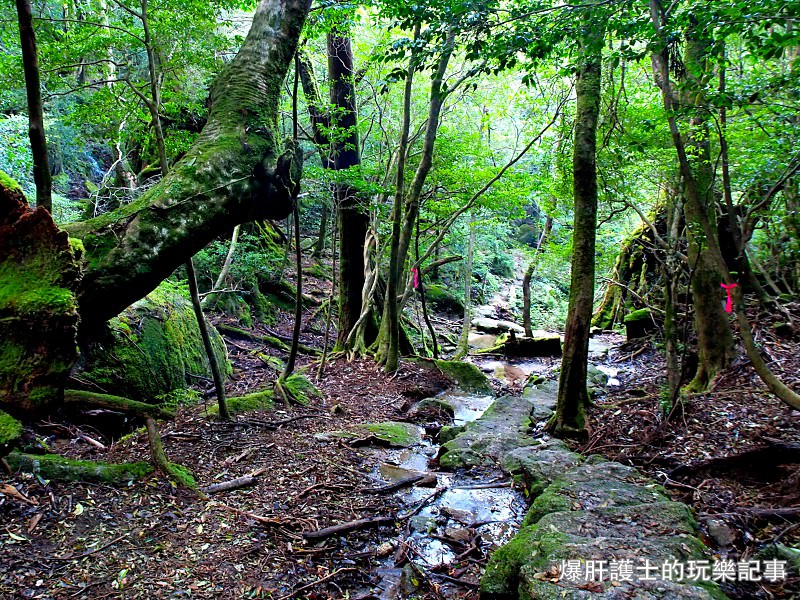 日本必去景點！宮崎駿魔法森林、世界自然景觀遺產屋久島繩文杉！ - nurseilife.cc