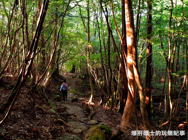 日本必去景點！宮崎駿魔法森林、世界自然景觀遺產屋久島繩文杉！ - nurseilife.cc