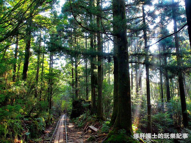 日本必去景點！宮崎駿魔法森林、世界自然景觀遺產屋久島繩文杉！ - nurseilife.cc