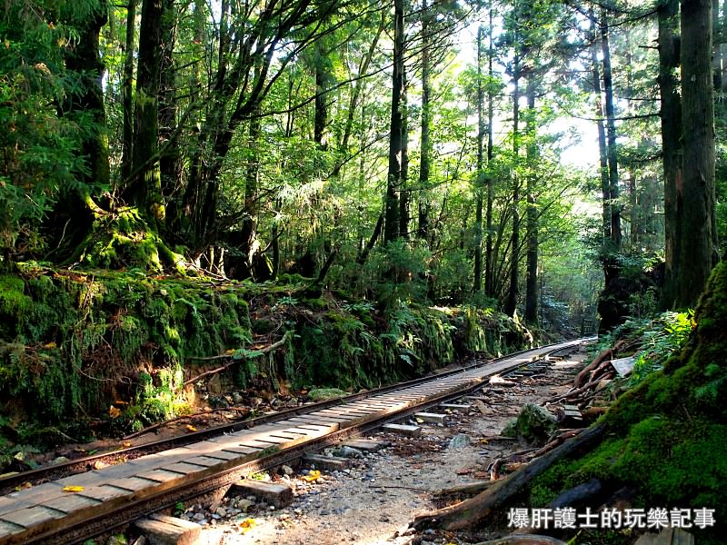 日本必去景點！宮崎駿魔法森林、世界自然景觀遺產屋久島繩文杉！ - nurseilife.cc