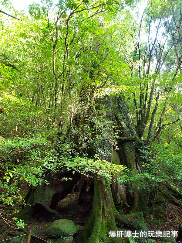 日本必去景點！宮崎駿魔法森林、世界自然景觀遺產屋久島繩文杉！ - nurseilife.cc