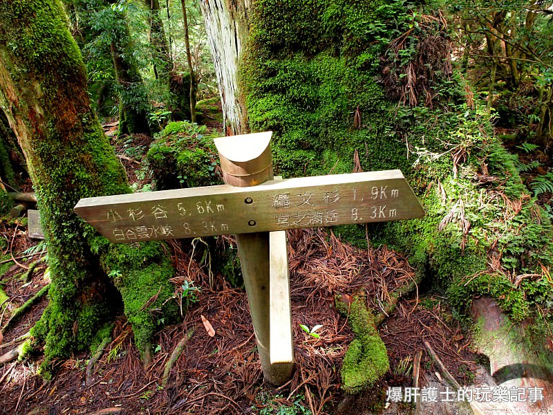 日本必去景點！宮崎駿魔法森林、世界自然景觀遺產屋久島繩文杉！ - nurseilife.cc