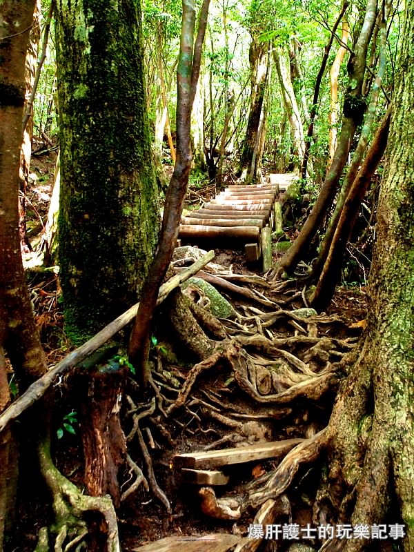 日本必去景點！宮崎駿魔法森林、世界自然景觀遺產屋久島繩文杉！ - nurseilife.cc