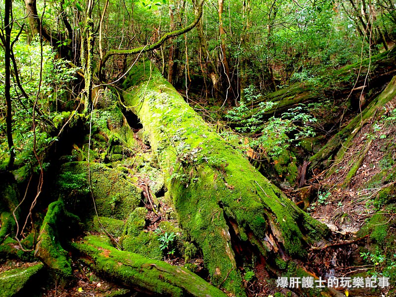 日本必去景點！宮崎駿魔法森林、世界自然景觀遺產屋久島繩文杉！ - nurseilife.cc