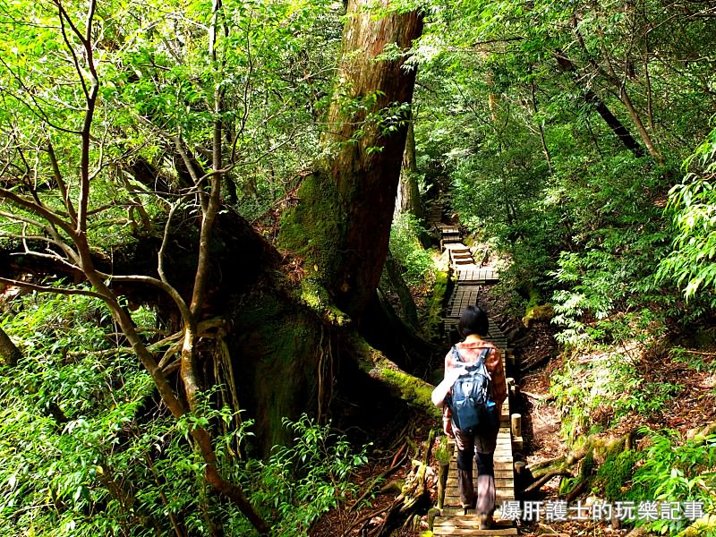 日本必去景點！宮崎駿魔法森林、世界自然景觀遺產屋久島繩文杉！ - nurseilife.cc