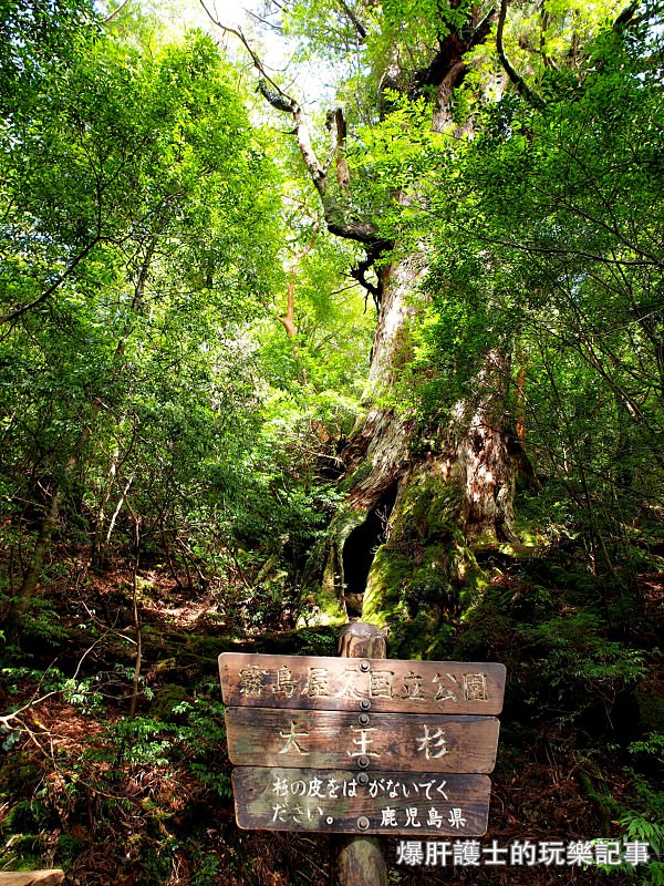 日本必去景點！宮崎駿魔法森林、世界自然景觀遺產屋久島繩文杉！ - nurseilife.cc