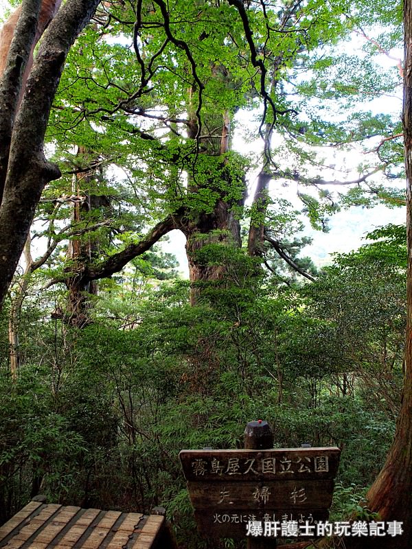 日本必去景點！宮崎駿魔法森林、世界自然景觀遺產屋久島繩文杉！ - nurseilife.cc