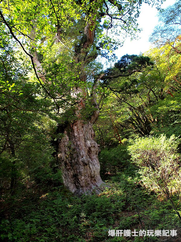 日本必去景點！宮崎駿魔法森林、世界自然景觀遺產屋久島繩文杉！ - nurseilife.cc