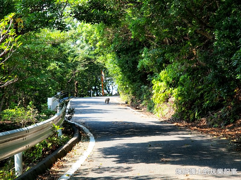 【屋久島】有小鹿斑比出沒的西部林道 登錄為世界遺產的海岸線 - nurseilife.cc