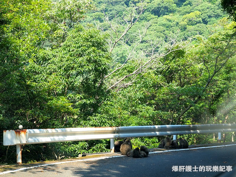 【屋久島】有小鹿斑比出沒的西部林道 登錄為世界遺產的海岸線 - nurseilife.cc