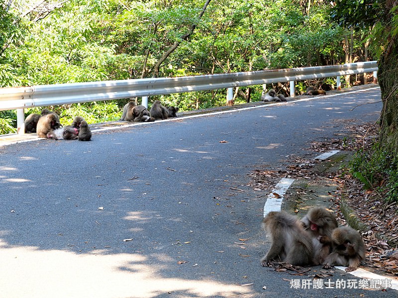 【屋久島】有小鹿斑比出沒的西部林道 登錄為世界遺產的海岸線 - nurseilife.cc