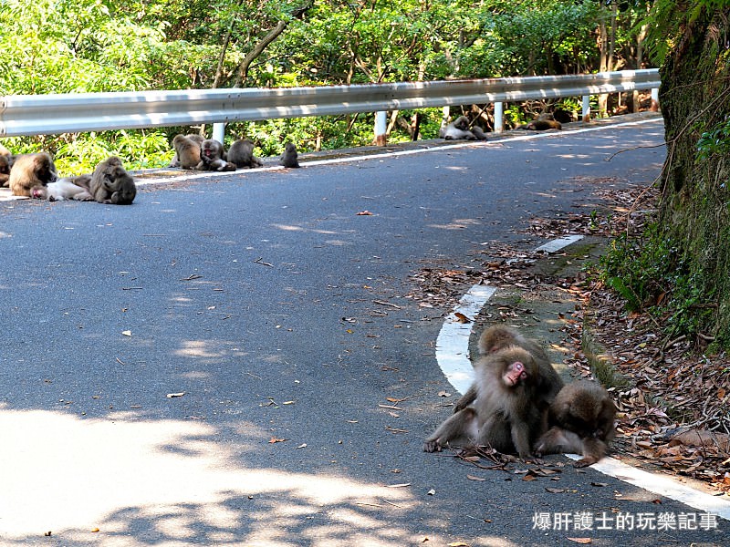 【屋久島】有小鹿斑比出沒的西部林道 登錄為世界遺產的海岸線 - nurseilife.cc