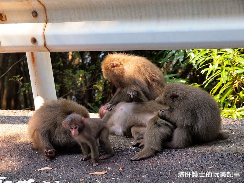 【屋久島】有小鹿斑比出沒的西部林道 登錄為世界遺產的海岸線 - nurseilife.cc