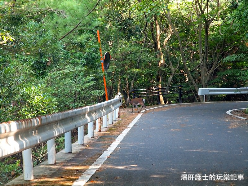 【屋久島】有小鹿斑比出沒的西部林道 登錄為世界遺產的海岸線 - nurseilife.cc