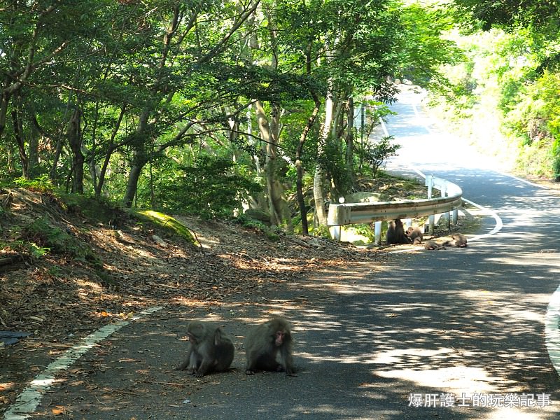 【屋久島】有小鹿斑比出沒的西部林道 登錄為世界遺產的海岸線 - nurseilife.cc