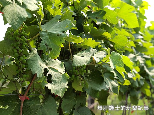 【彰化】台灣酒窖 品酒、採果、葡萄酒DIY 來葡萄酒莊進行一趟微醺的小旅行 - nurseilife.cc