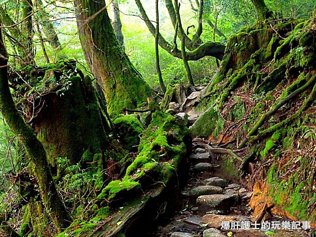 【遠見專欄】日本小島旅行–世界遺產海上阿爾卑斯屋久島 - nurseilife.cc