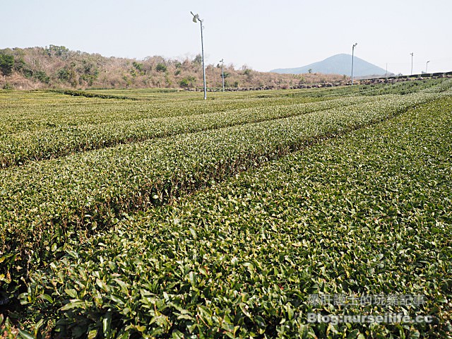 【濟州島】O'Sulloc tea museum 雪綠茶博物館 - nurseilife.cc