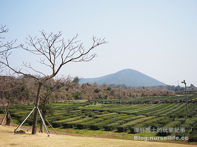 【濟州島】O'Sulloc tea museum 雪綠茶博物館 - nurseilife.cc