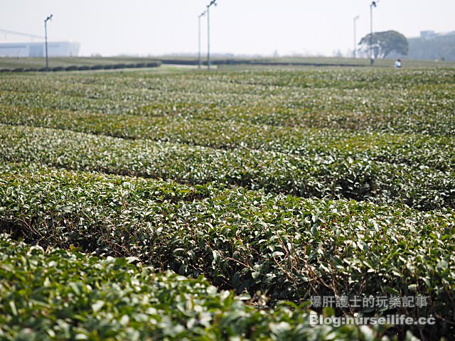 【濟州島】O'Sulloc tea museum 雪綠茶博物館 - nurseilife.cc