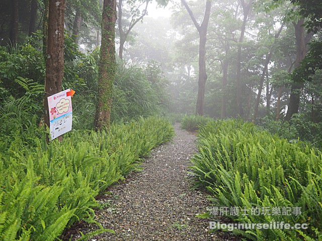 【台北】三生步道 賞櫻、賞桐的好去處 - nurseilife.cc