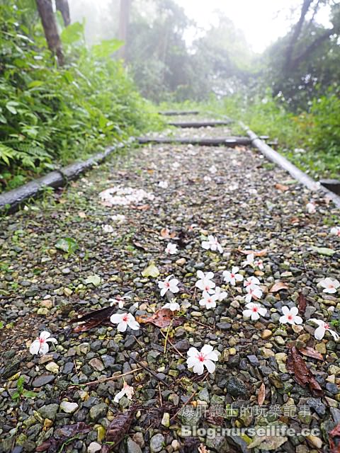 【台北】三生步道 賞櫻、賞桐的好去處 - nurseilife.cc