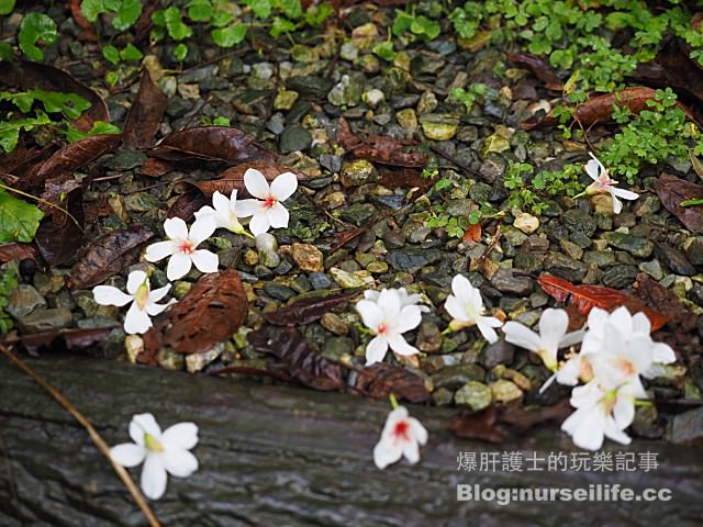 【台北】三生步道 賞櫻、賞桐的好去處 - nurseilife.cc