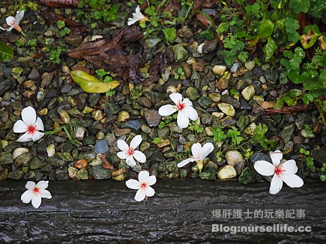 【台北】三生步道 賞櫻、賞桐的好去處 - nurseilife.cc