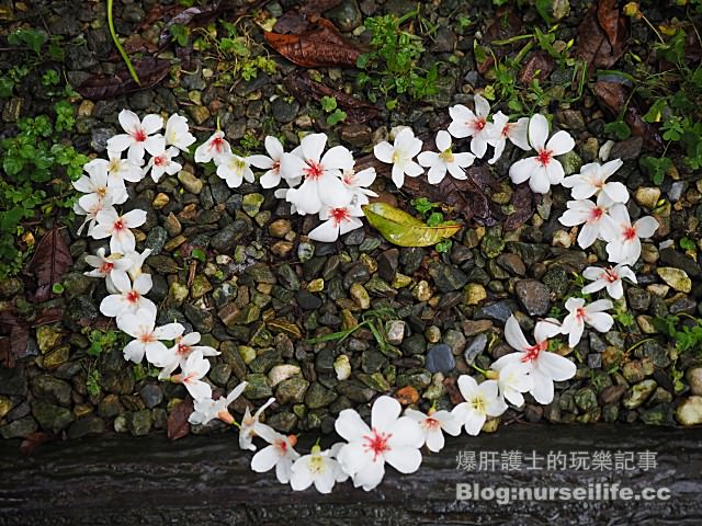 【台北】三生步道 賞櫻、賞桐的好去處 - nurseilife.cc